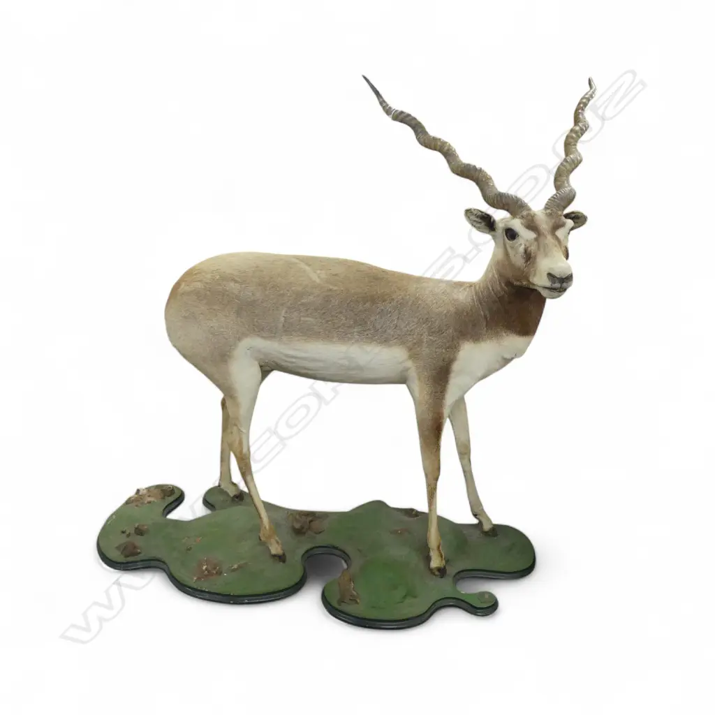 TAXIDERMY INDIAN / NEPALESE BLACKBUCK ANTELOPE H.1185mm L.1170mm Image 1++