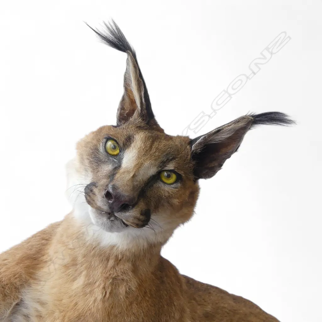 TAXIDERMY AFRICAN CARACAL H.900mm Image 1++