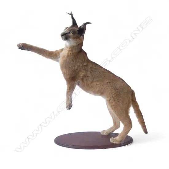 TAXIDERMY AFRICAN CARACAL H.900mm