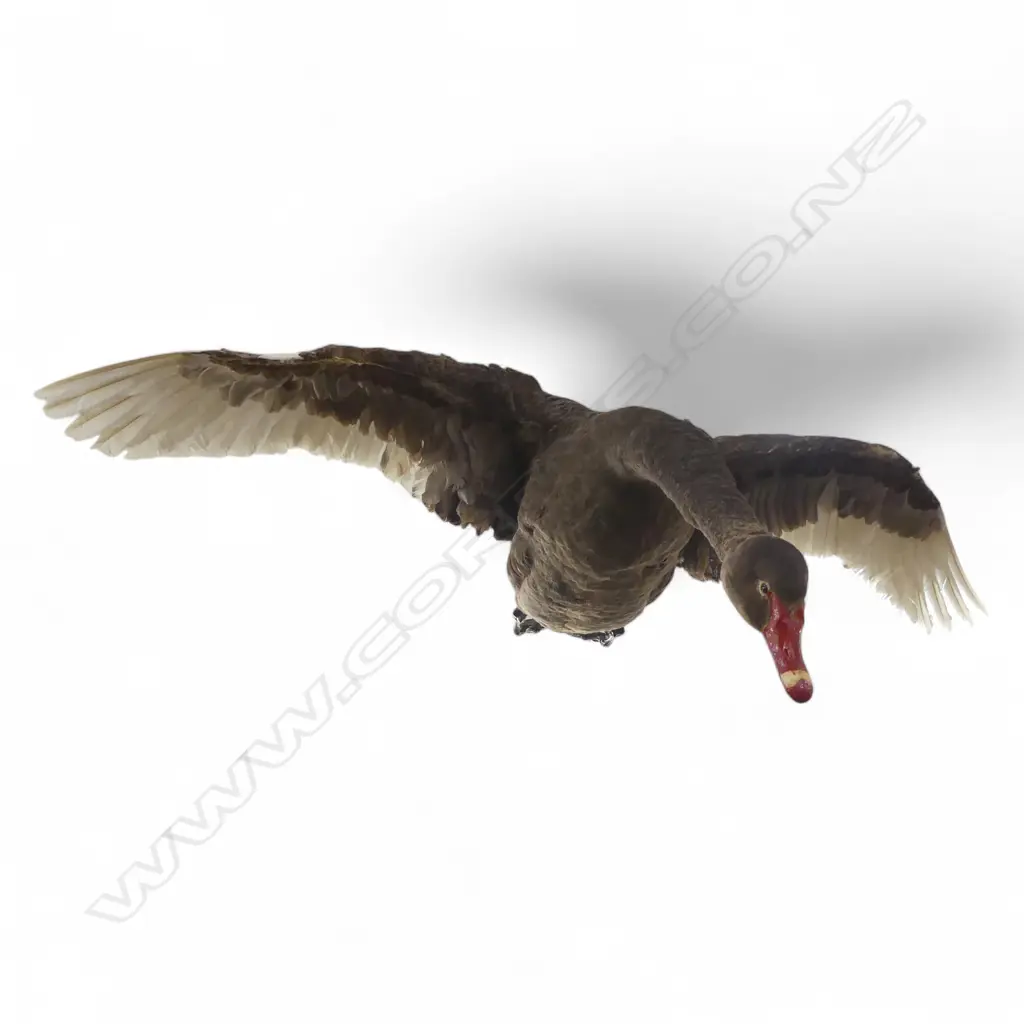 TAXIDERMY FLYING SWAN W.1500mm L.1000mm Image 1++