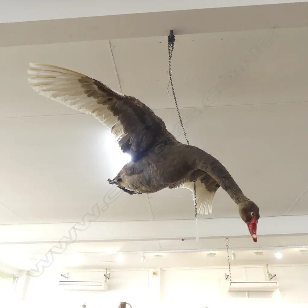 TAXIDERMY FLYING SWAN W.1500mm L.1000mm Image 1++