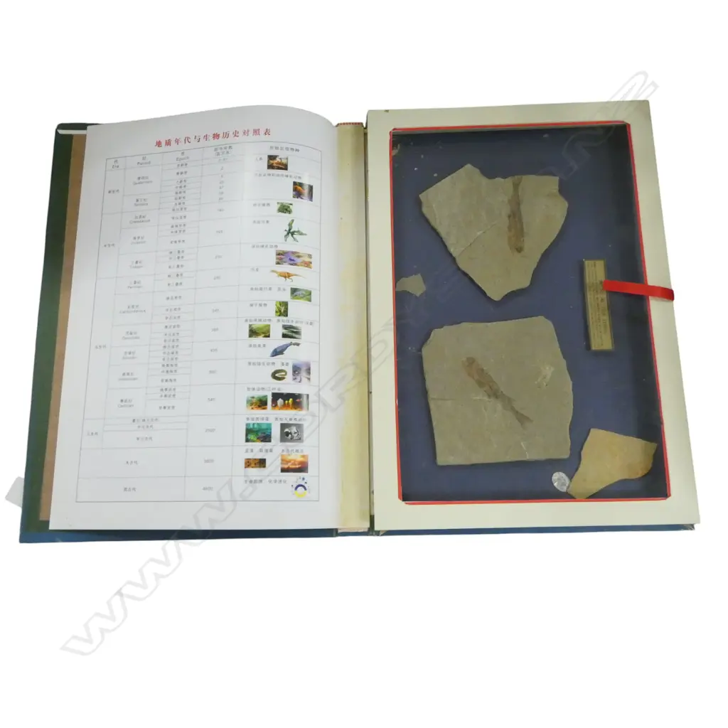 CHINESE FISH FOSSILS, BOXED 430x290mm Image 1++