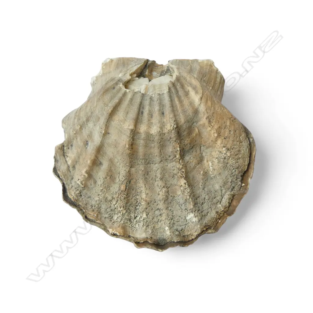 ANCIENT LARGE FOSSILSED SCALLOP SHELL L.140mm Image 1++