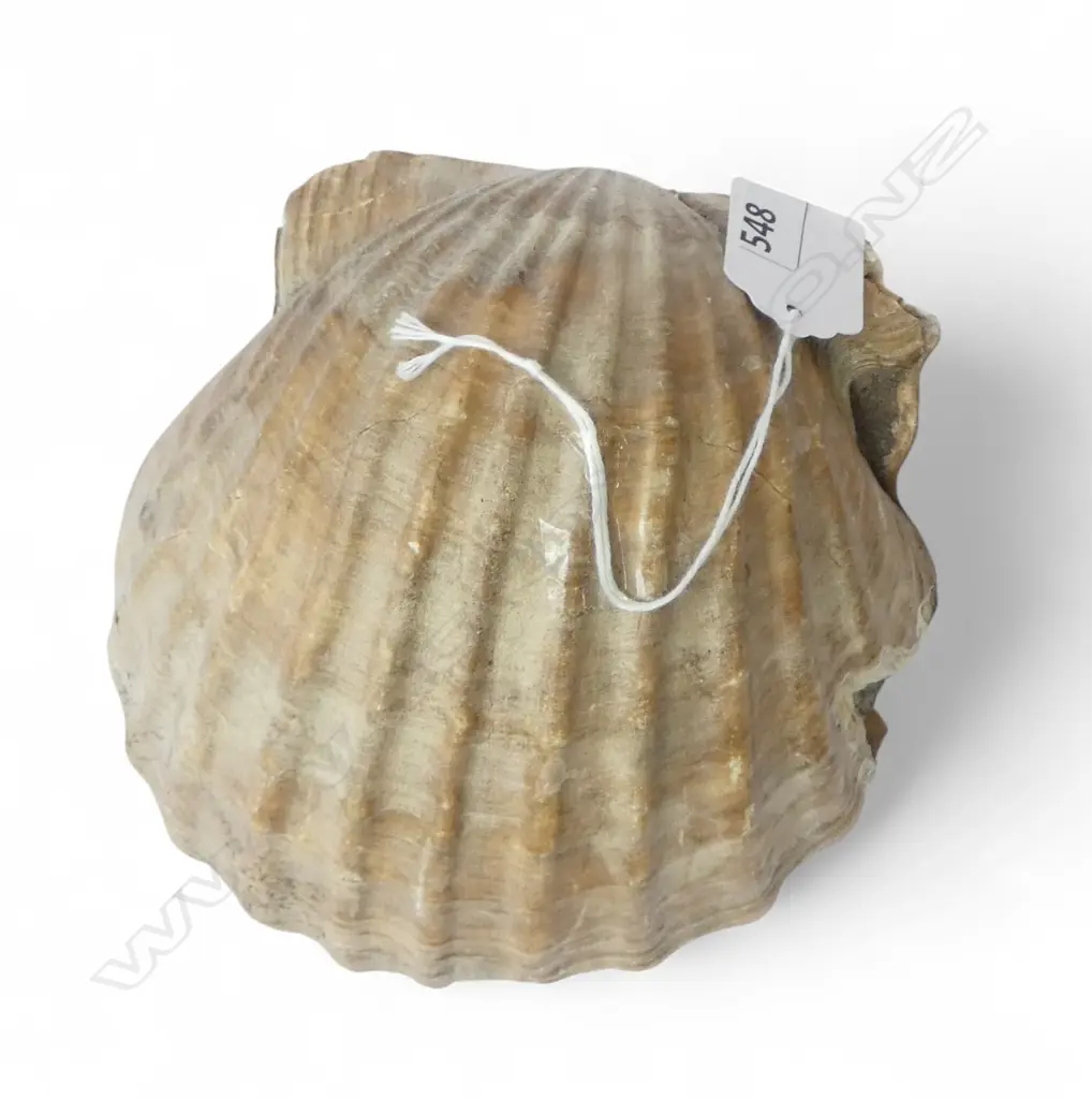 ANCIENT LARGE FOSSILSED SCALLOP SHELL L.140mm Image 1++