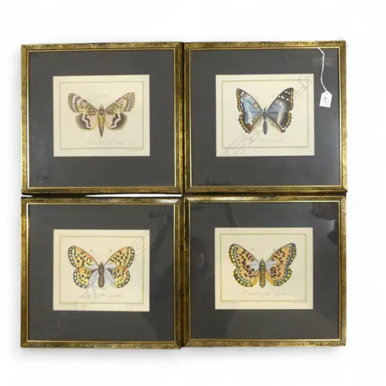 4 HAND COLOURED BUTTERFLY ENGRAVINGS 190x230mm