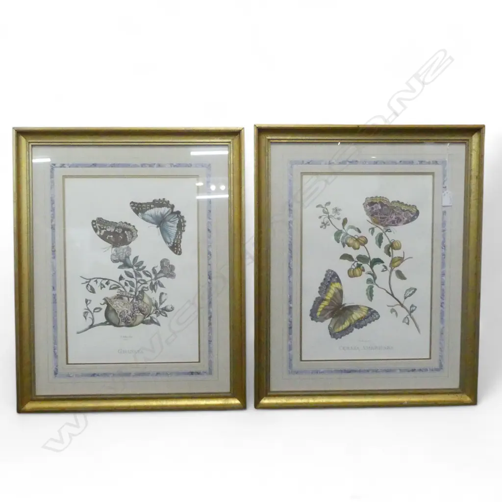 PR BUTTERFLY PRINTS 'CERASA AMERICANA' & 'GRANATA' 445x310mm Image 1++