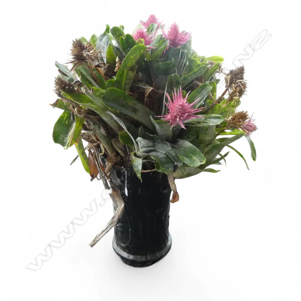 BROMELIAD PLANT H.1100mm in tall black glazed & patterend pot (top faulted) Image 1++