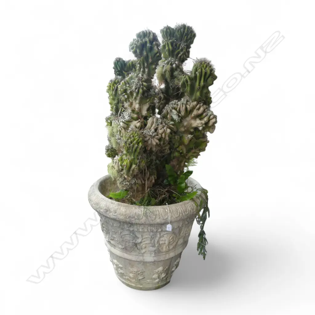 PERUVIAN APPLE CACTUS PLANT H.1500mm in large concrete classical planter Image 1++