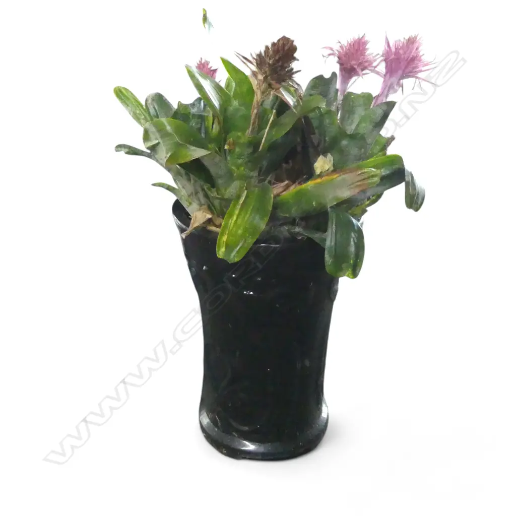 RED/PINK FLOWERING BROMELIAD H.900mm in tall black glazed & patterend pot Image 1++