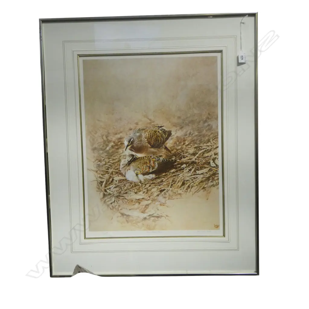 RAYMOND CHING 'BRONZED WINGED PIGEON' 71/425 SIGNED 570x440mm Image 1++