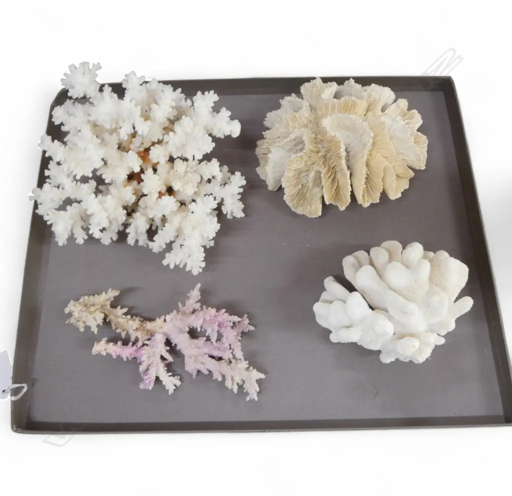 4 CORAL PIECES various forms  Image 1++