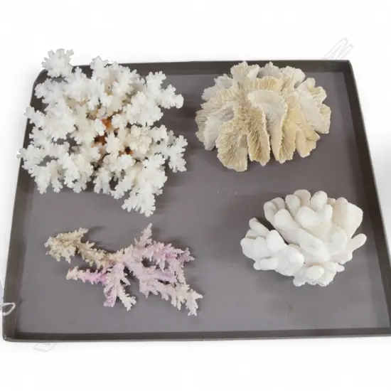 4 CORAL PIECES various forms 