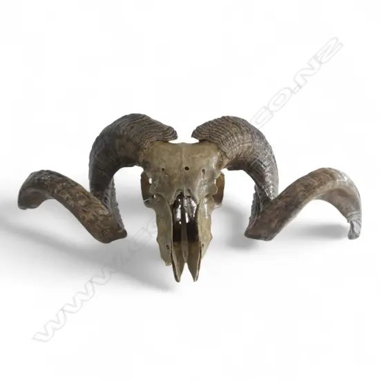 HORNED SHEEP / RAMS SKULL W.500mm