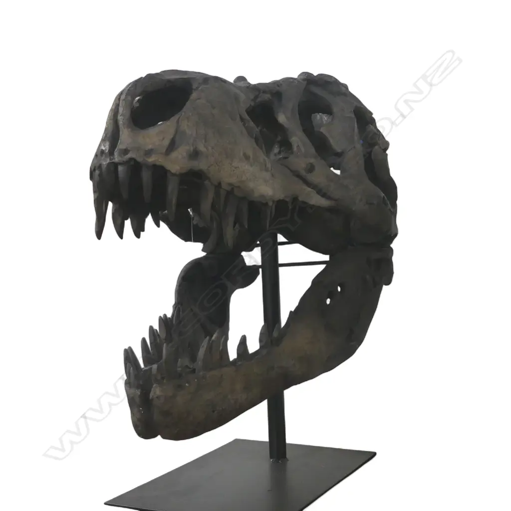 REPLICA T-REX SKULL ON STAND 490x300x470mm Image 1++