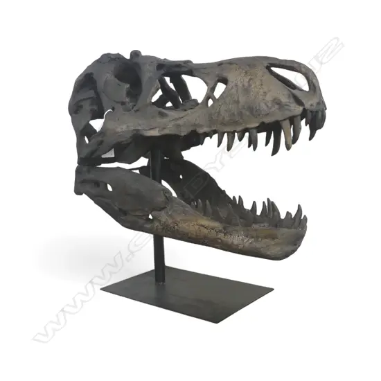 REPLICA T-REX SKULL ON STAND 490x300x470mm