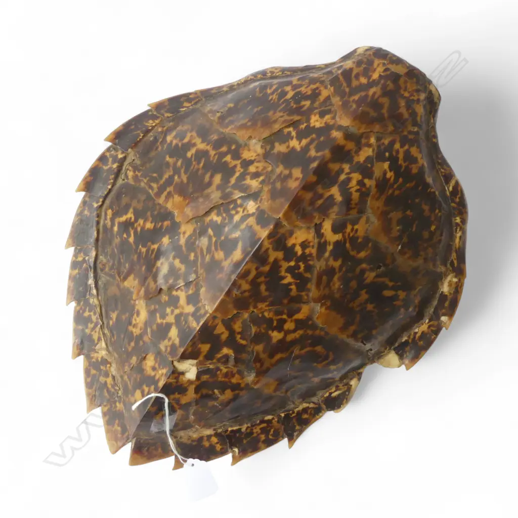 TURTLE SHELL, SOME LOSSES L.400mm Image 1++