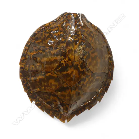 VINTAGE TOISESHELL 13 plate. Lacquered finish L.435mm