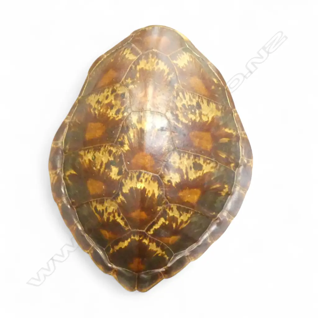TURTLE SHELL L.515mm Image 1++