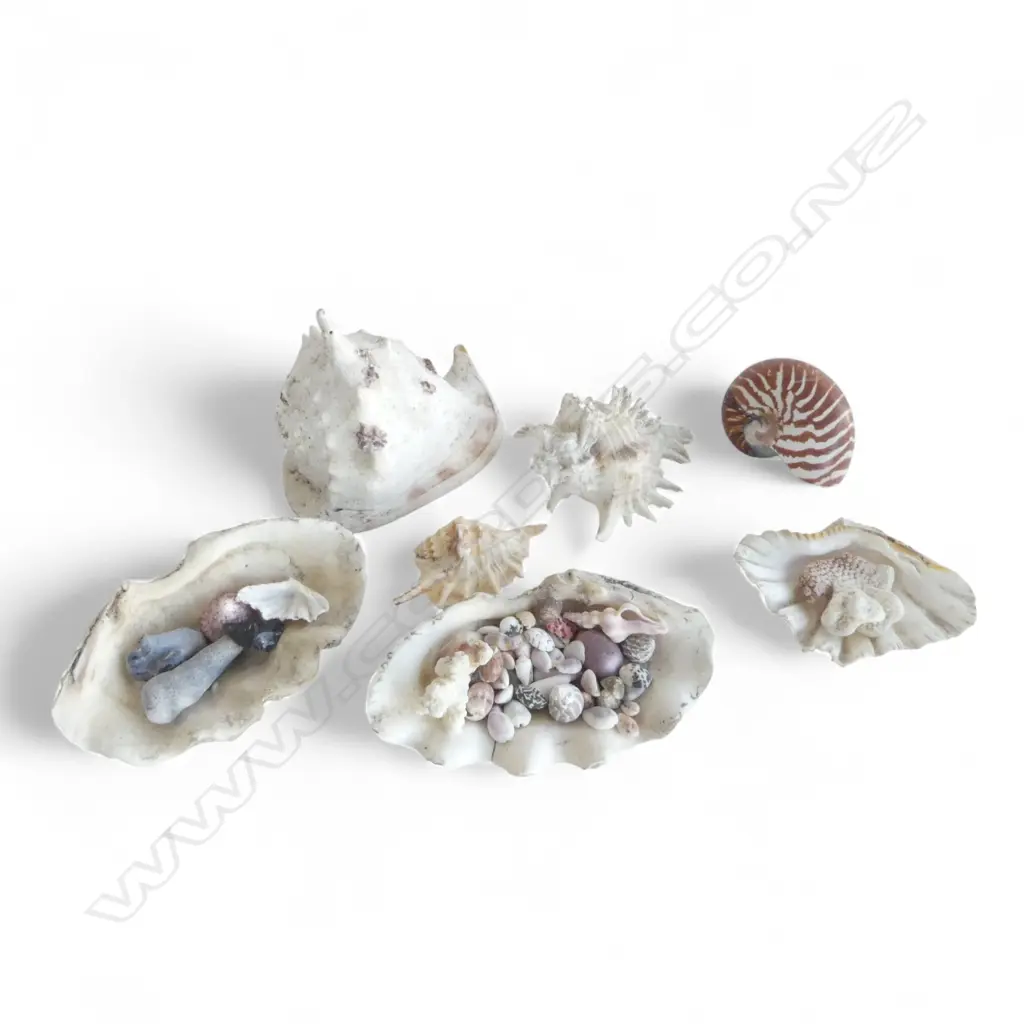 ASST. SHELLS Image 1++