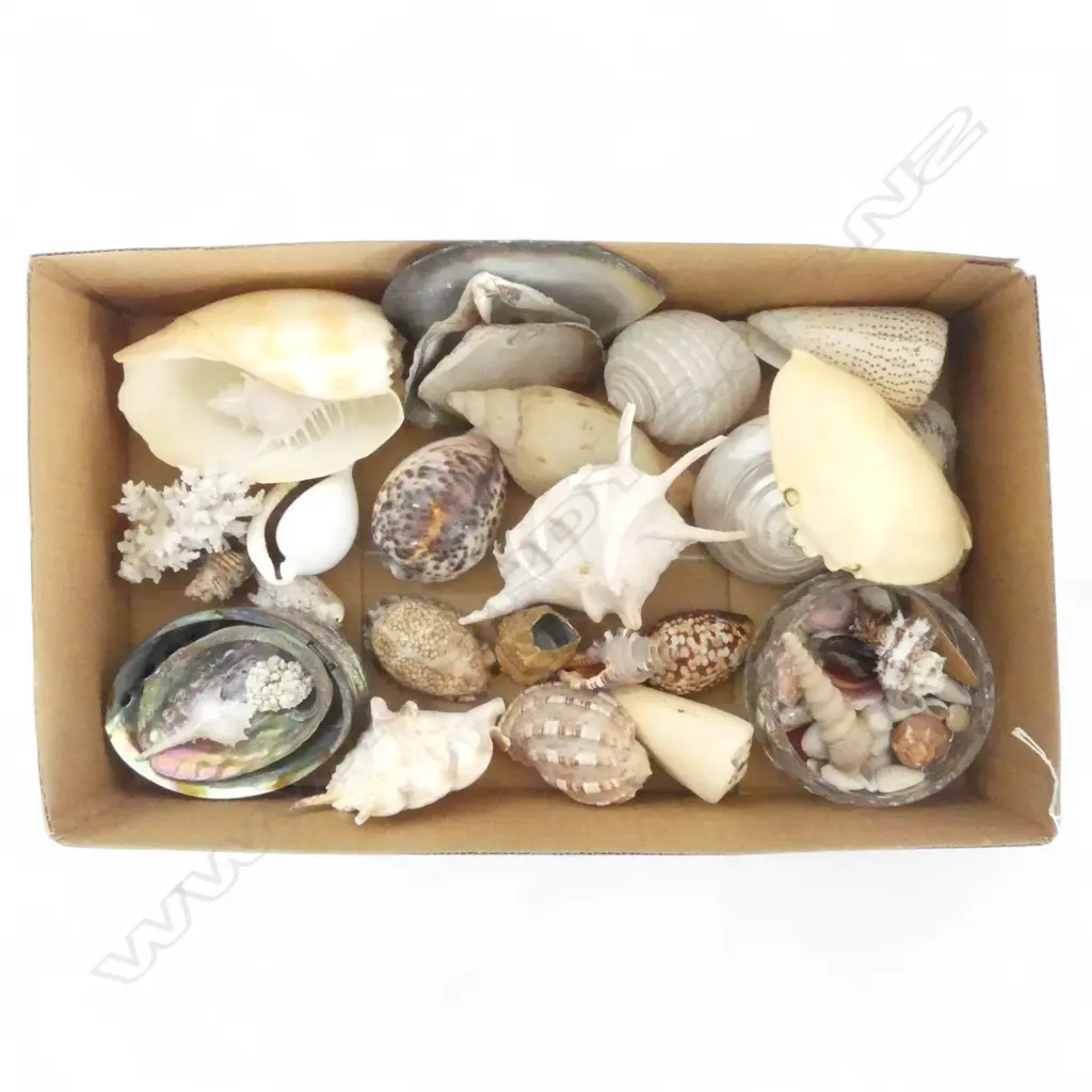 NATURAL WORLD SEASHELL COLLECTION 30PLUS PCS LARGEST 140MM Image 1++