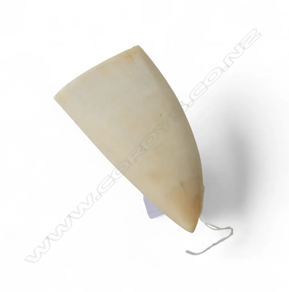 SPERM WHALE TOOTH scrimshaw engraved with 2 walrus. Matt polished. Flat base allowing standing. H.120mm Image 1++