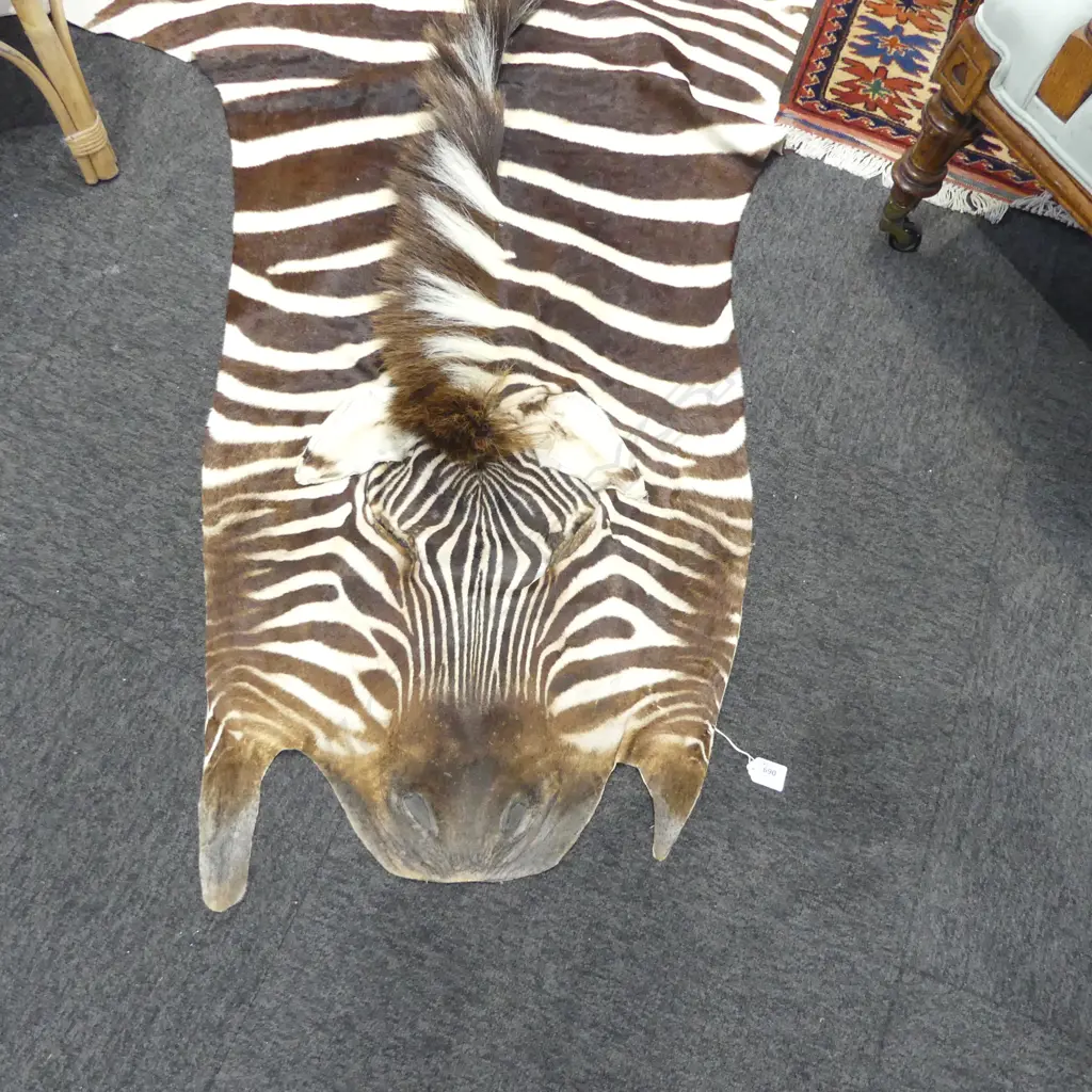 ZEBRA SKIN RUG with tail & mane 3000x180mm approx. Image 1++