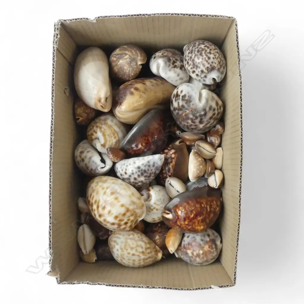 ASST. SHELLS Image 1++