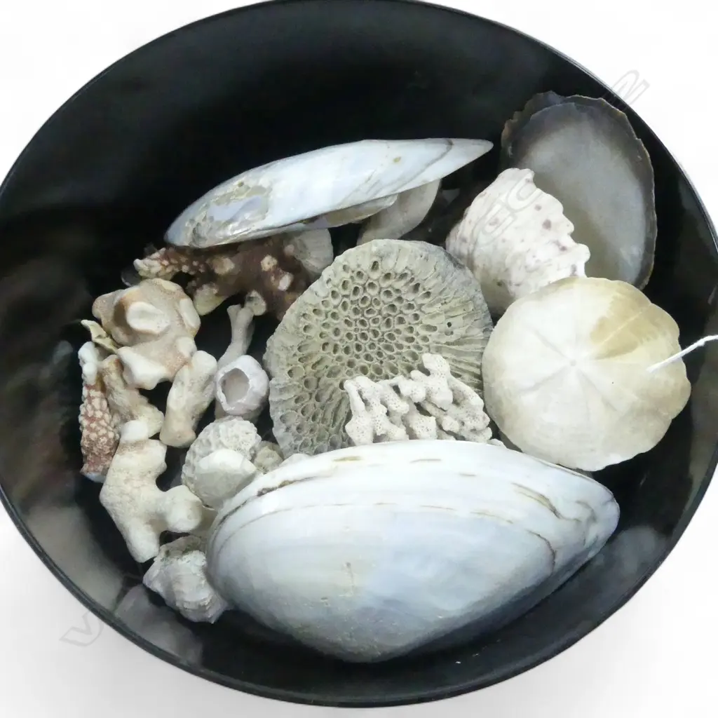 CORALS & SHELLS IN BLACK PLASTIC BOWL 280mm dia Image 1++