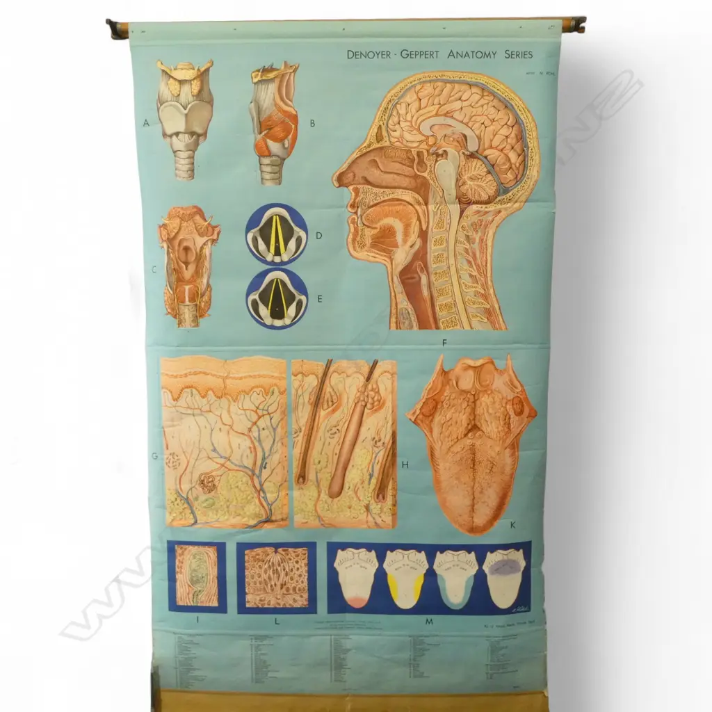 VINTAGE MEDICAL CHART 'DENOYER - GEPPERT ANATOMY SERIES' 2000x1200mm Image 1++