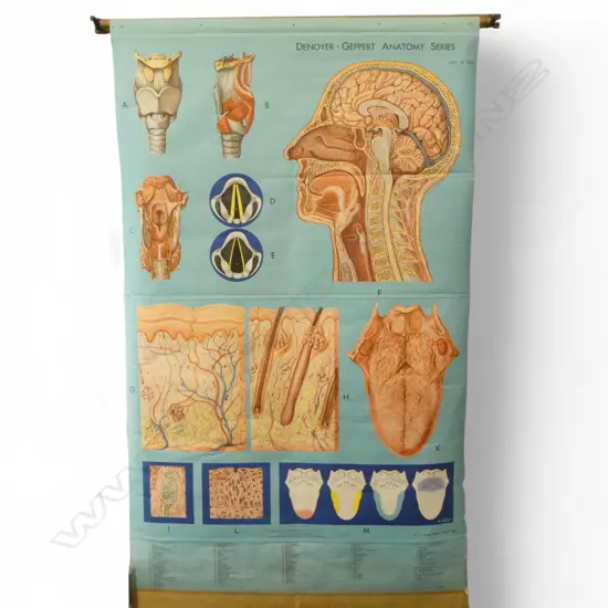 VINTAGE MEDICAL CHART 'DENOYER - GEPPERT ANATOMY SERIES' 2000x1200mm
