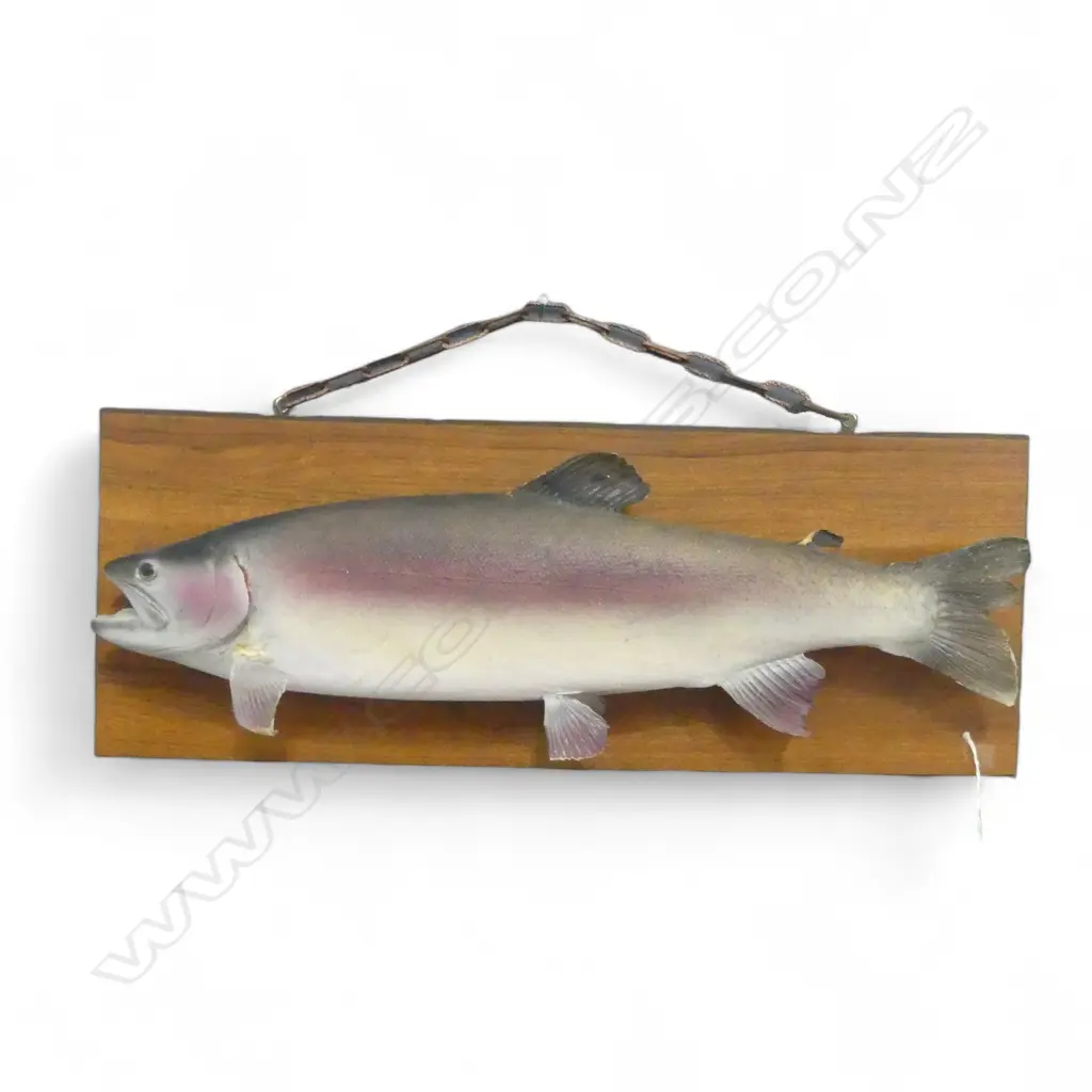 MOUNTED TAXIDERMY SALMON L600mm Image 1++