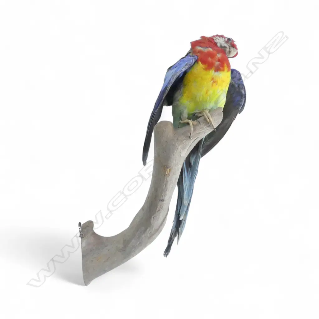 TAXIDERMY PARROT ON BRANCH H.350mm Image 1++