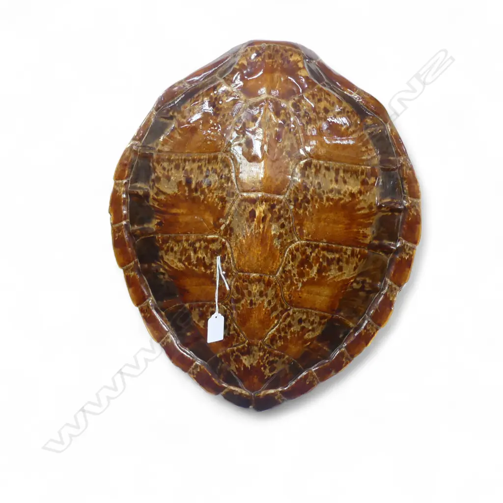 TURTLE SHELL H470mm Image 1++