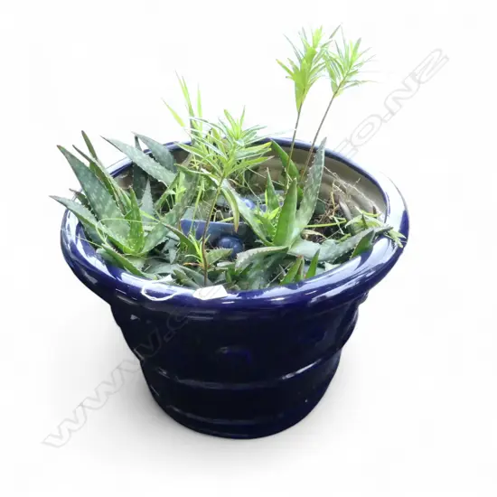 BLUE GLAZED PLANTER POT w. SUCCULENTS H.375mm