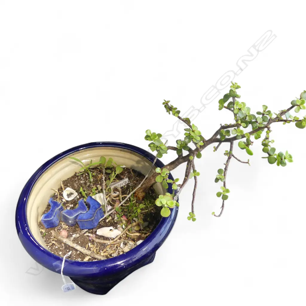BLUE GLAZED PLANT POT w. JADE 'MONEY' TREE H.330mm Image 1++
