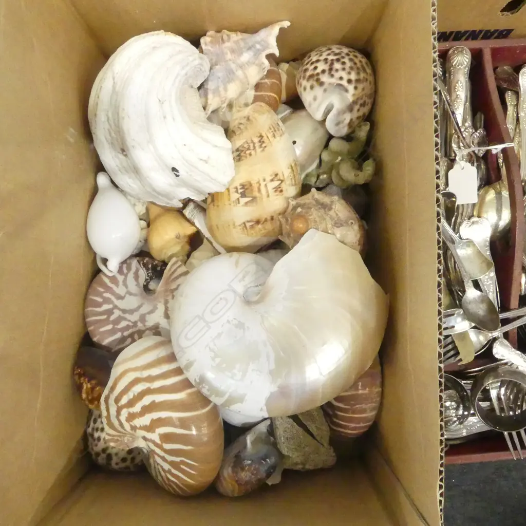 ASST. SHELLS, NAUTILUS ETC Image 1++
