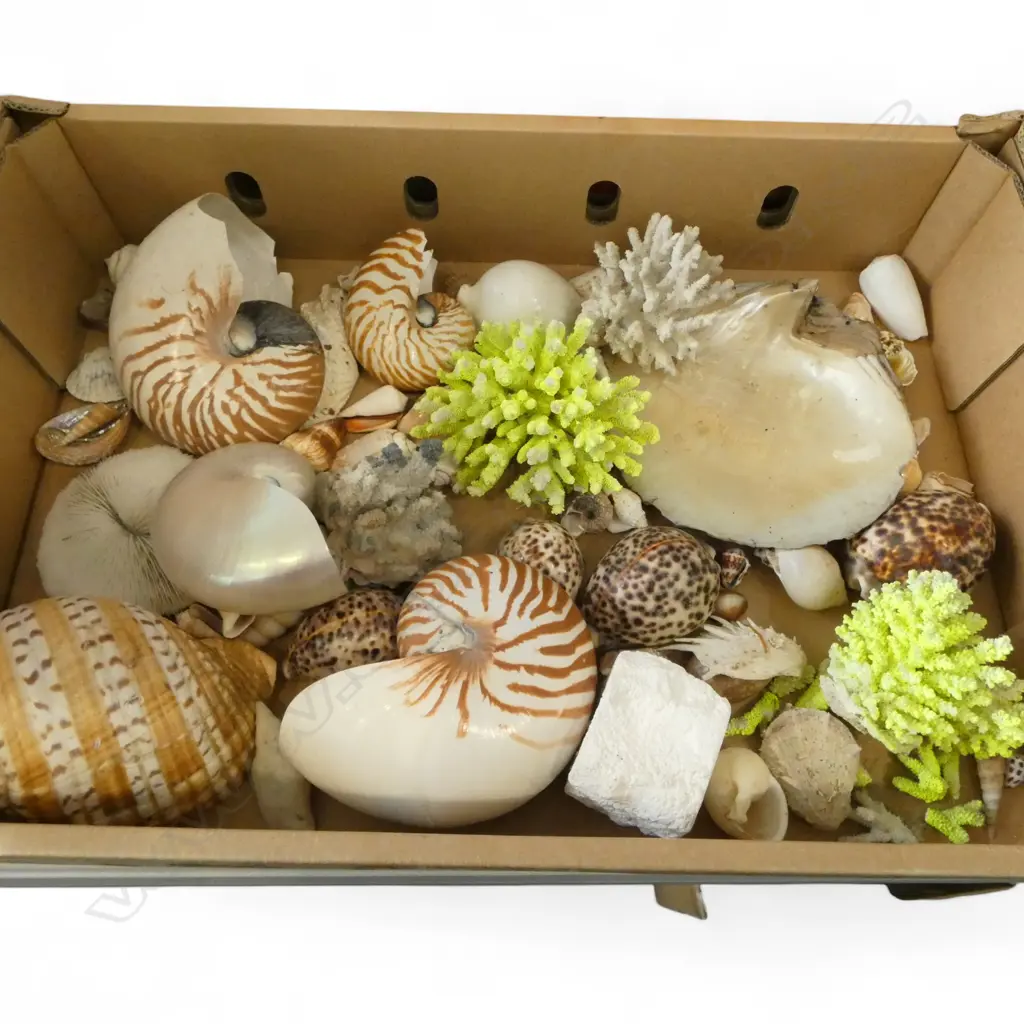 CORAL & ASST. SHELLS; NAUTILUS ETC Image 1++