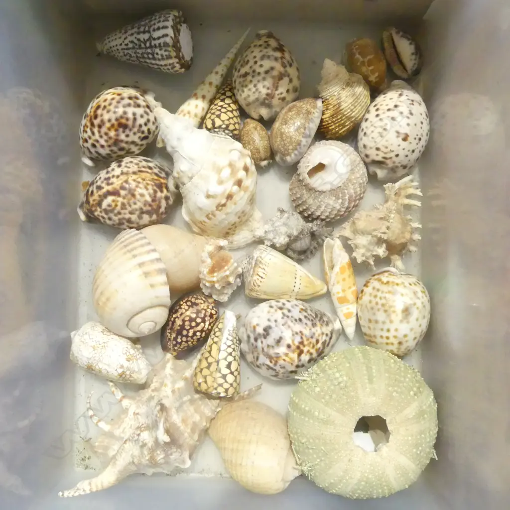 ASST. SHELLS Image 1++