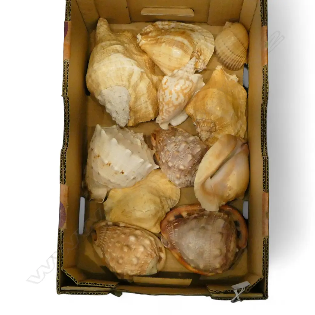 ASST. SEA SHELLS  Image 1++