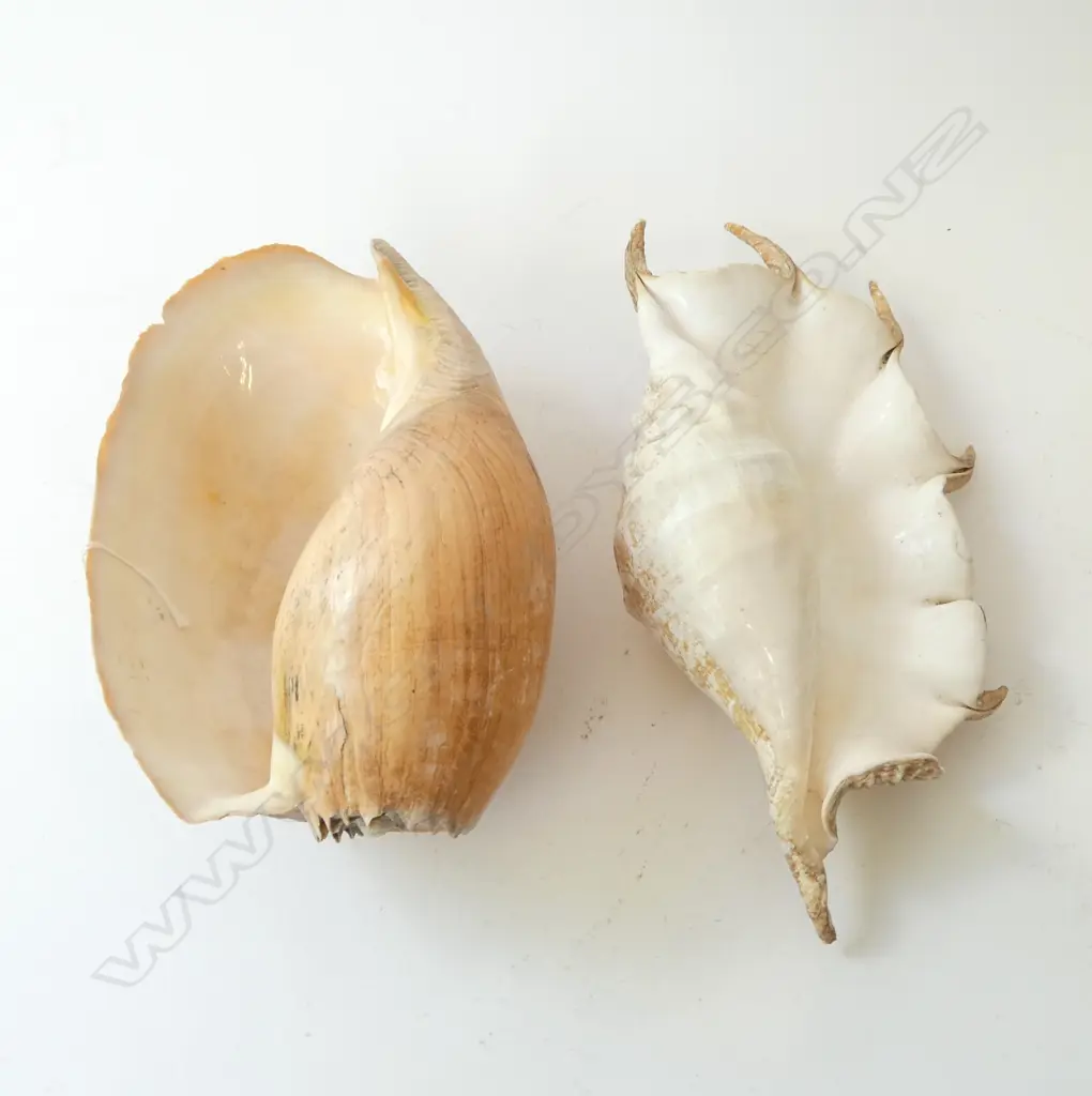2 SHELLS W.350mm Image 1++