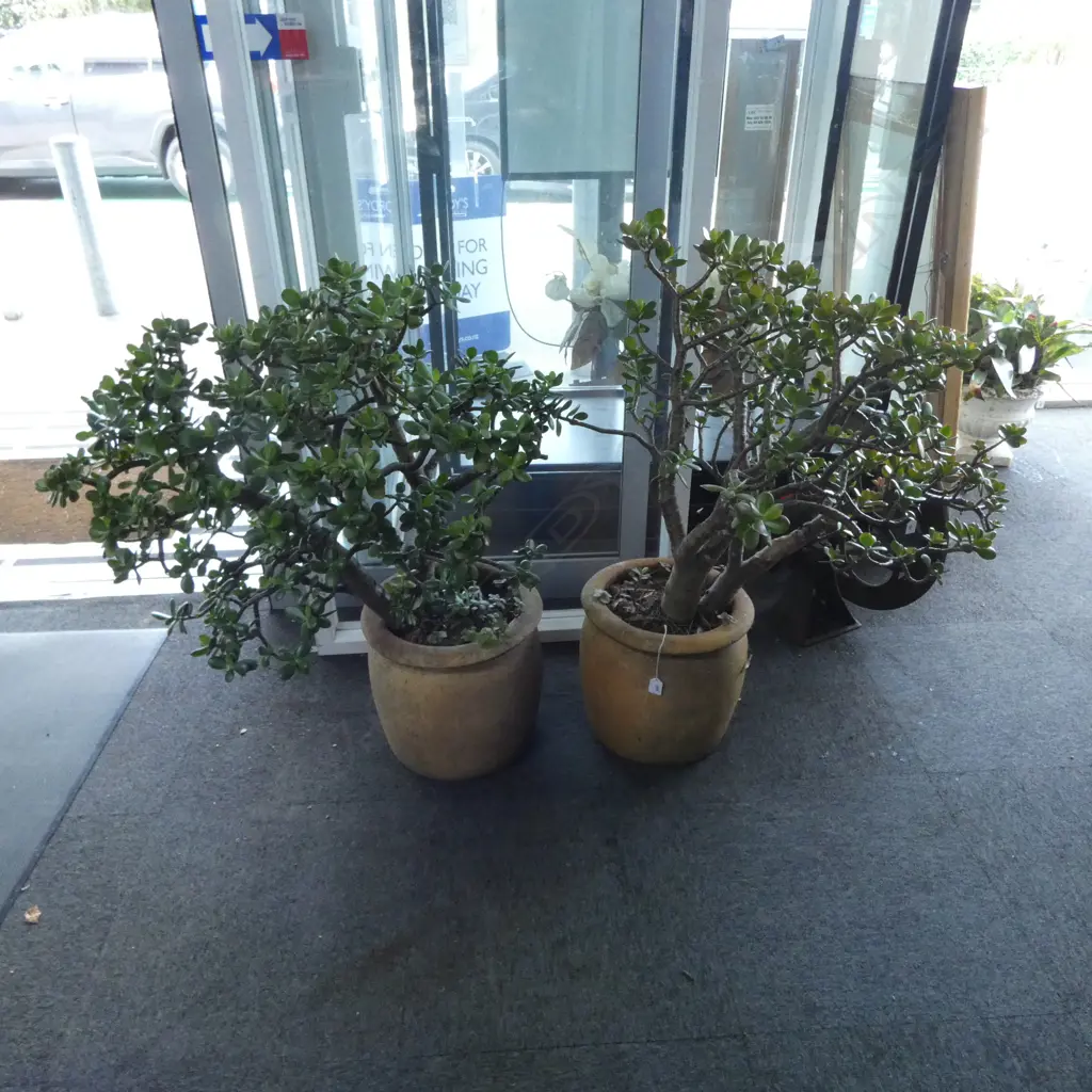 PR JADE / MONEY TREES H.1000mm 1 POT w. CRACKS Image 1++