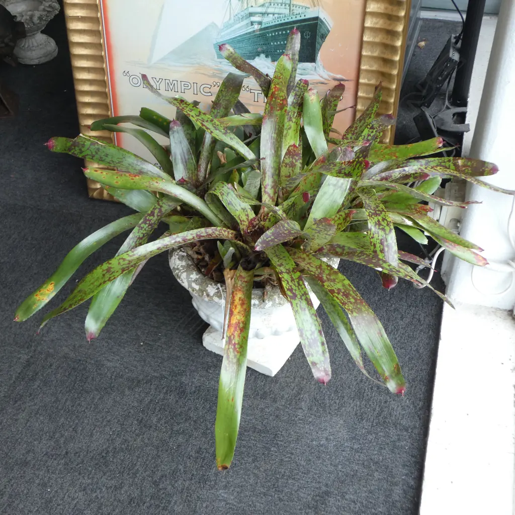 PR WHITE PAINTED CONCRETE GARDEN URNS w. BROMELIADS H.600mm Image 1++