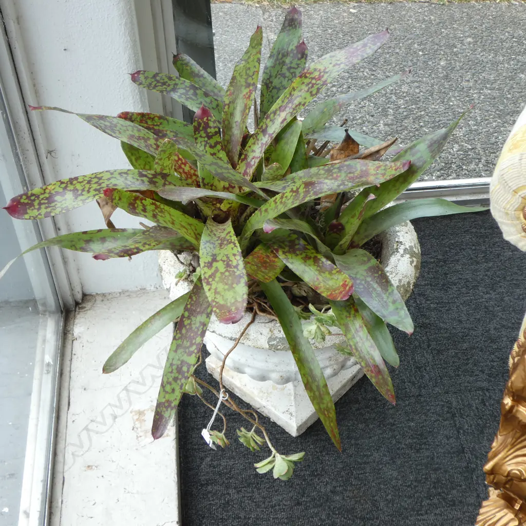 PR WHITE PAINTED CONCRETE GARDEN URNS w. BROMELIADS H.600mm Image 1++