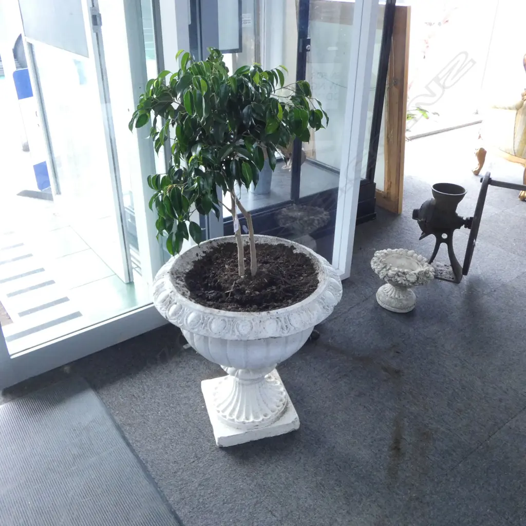 FICUS IN LG WHITE PAINTED CAST IRON URN H.1100mm Image 1++