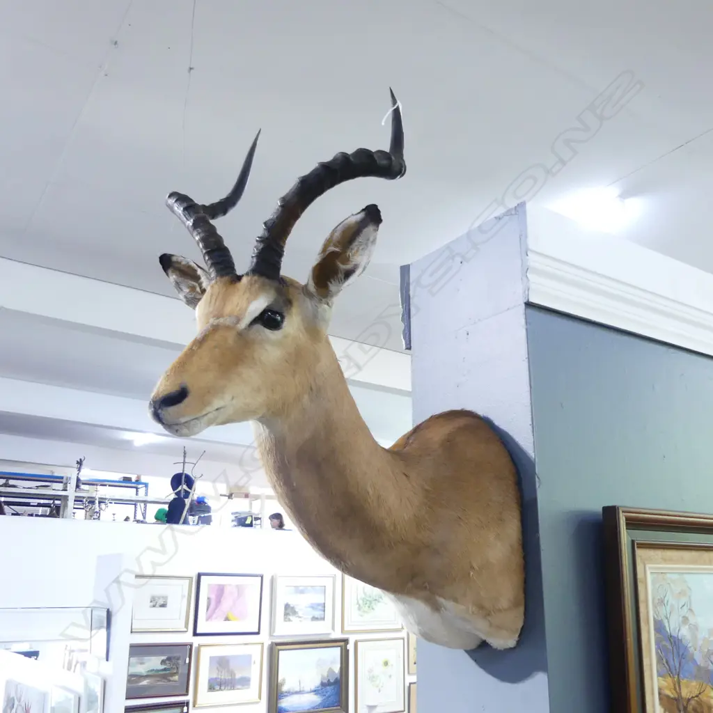 TAXIDERMY ANTELOPE HEAD H.900mm Image 1++