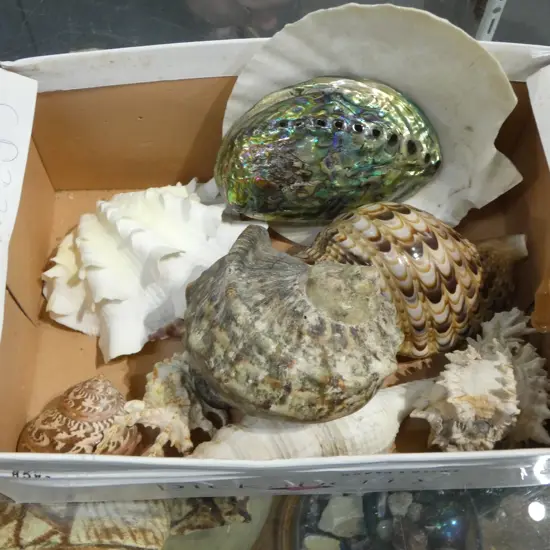 ASST. SHELLS