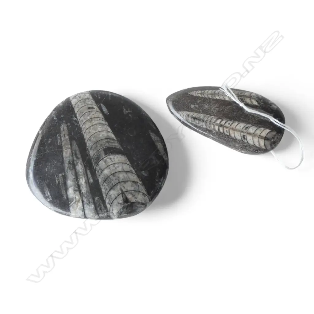 2 POLISHED FOSSIL STONES 90mm dia Image 1++