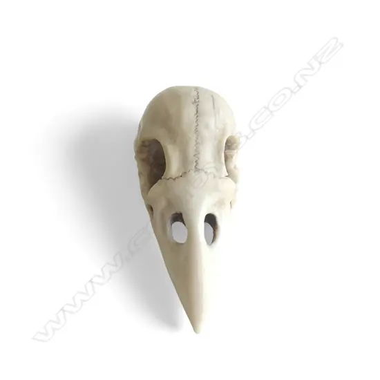 IVORY OKIMONO, RAVEN SKULL, SIGNED 