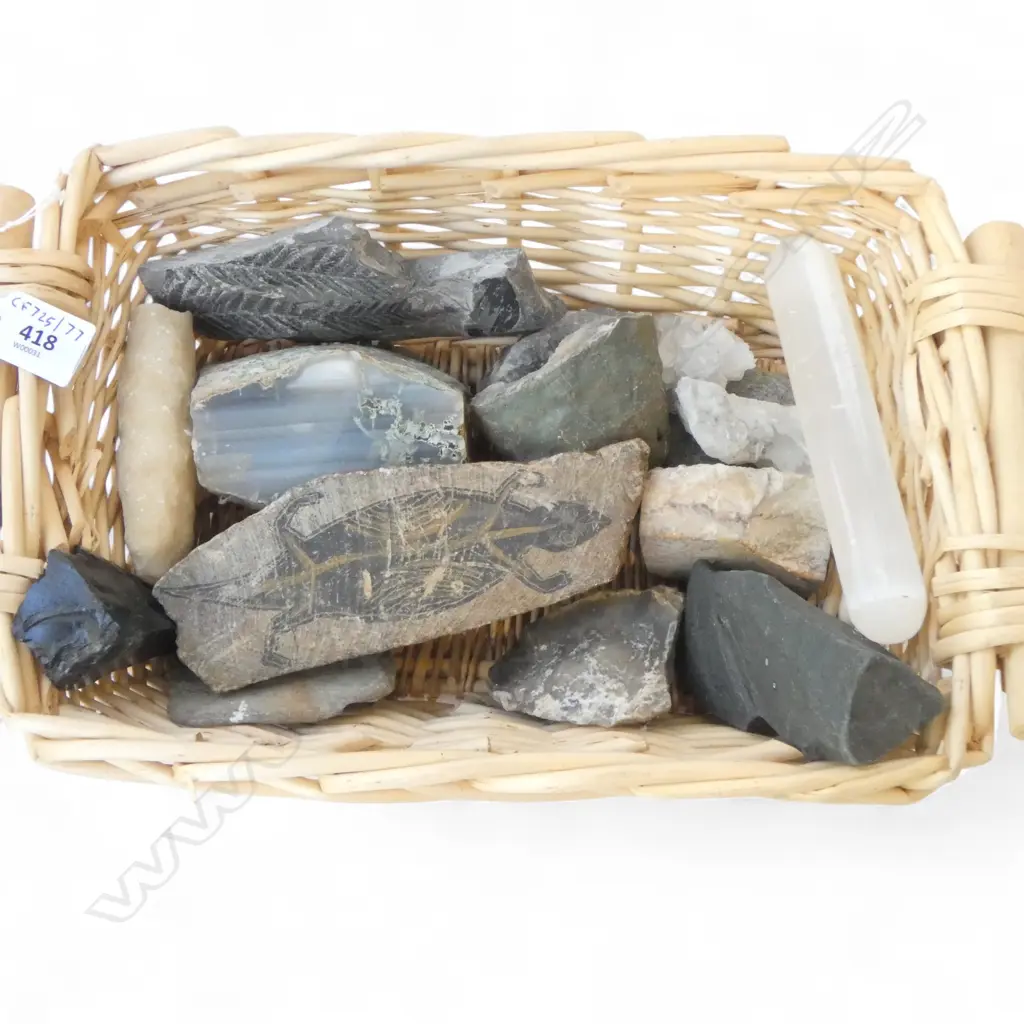 BASKET L360  12 WORLD FOSSILS & ROCKS AVERAGE LENGTH 140MM Image 1++