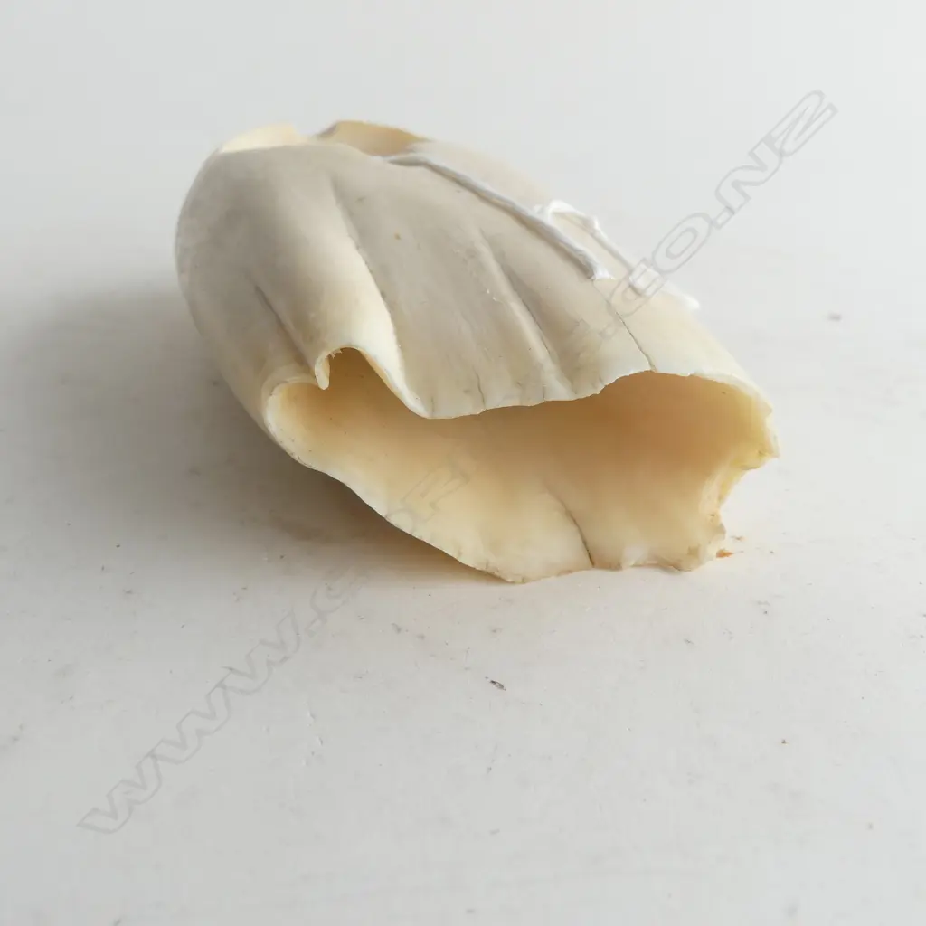 LARGE SPERM WHALE TOOTH AS ASHTRAY L170 Image 1++